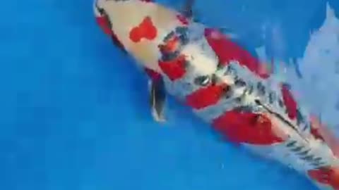 Beny kikokuriyu fish koi