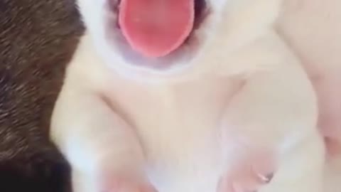 cute puppy