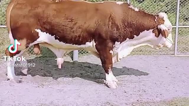 See what a cow does beautifully