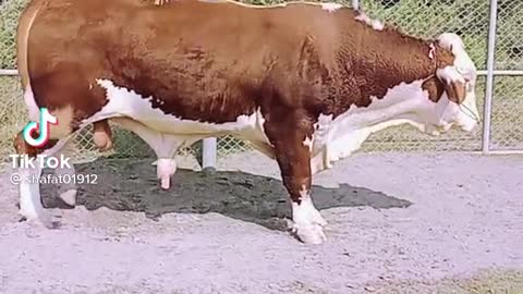 See what a cow does beautifully