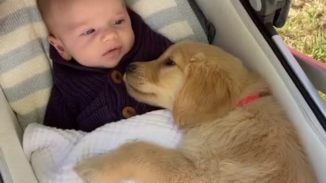 Cute baby and dogs together