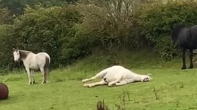 Only in Scotland 🏴󠁧󠁢󠁳󠁣󠁴󠁿 volume up ⬆️ 😂
