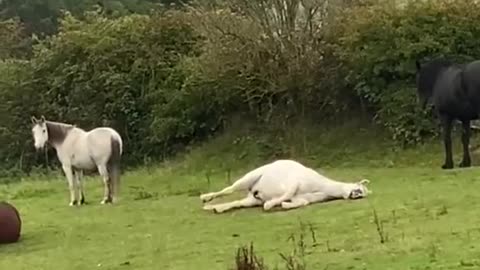 Only in Scotland 🏴󠁧󠁢󠁳󠁣󠁴󠁿 volume up ⬆️ 😂