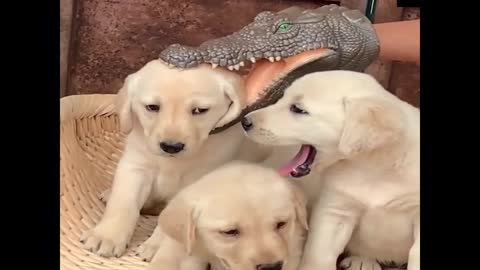 Cute pets part3 #pets #cute #cutepets #puppies