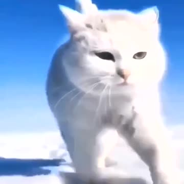 White cat wandering on white snow