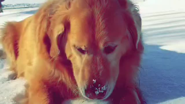 Max enjoying a great snow day