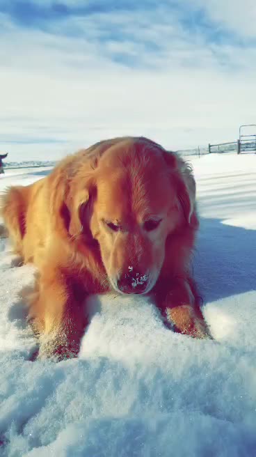 Max enjoying a great snow day