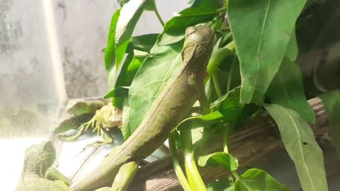 Sunbathing while eating