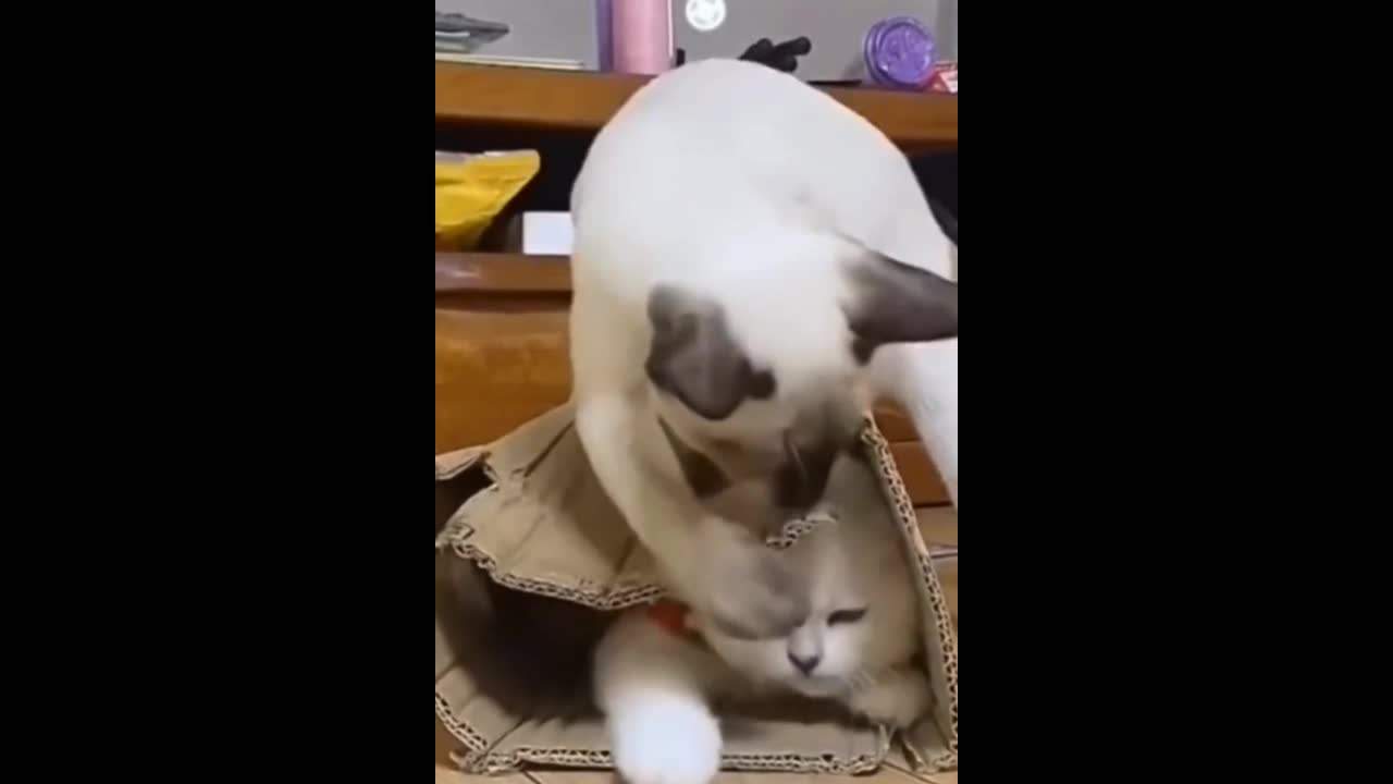 Best funny cat videos that will make you augh all day long