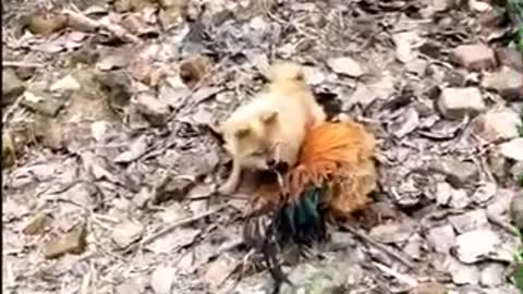 Funny fighting dog vs chicken