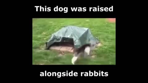 Funny Dog jumps like a rabbit