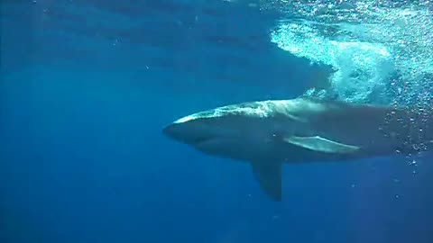 Bigger fish in deeper water - SHARK!