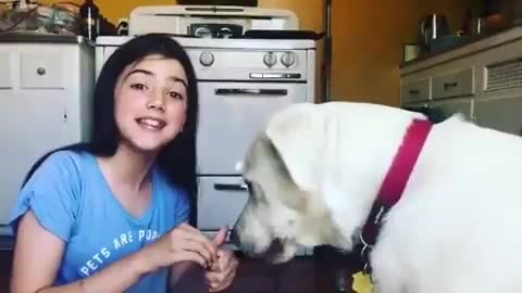 Funny dog video in 2022