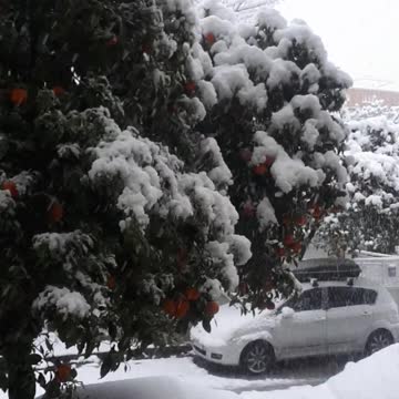 Snowing on the orange tree