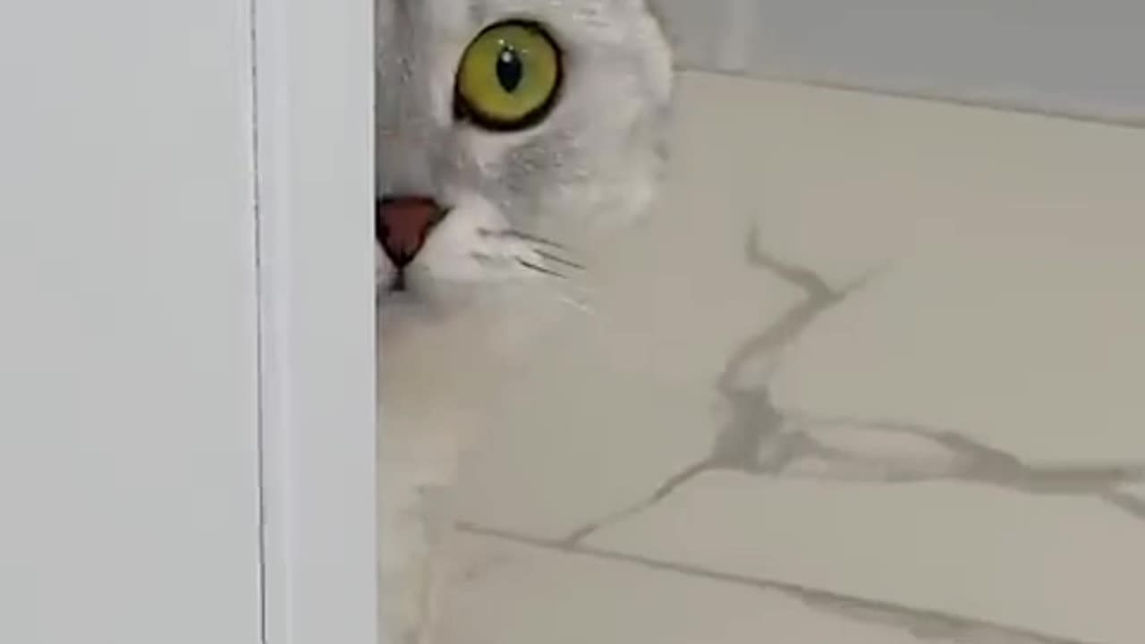 Angry cat#shortviralvideo♥️