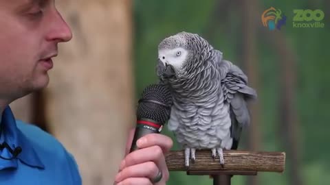 Einstein the African Grey Parrot