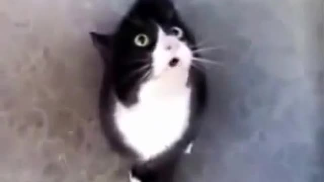 funny video cat talking