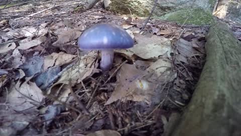 Mushrooms