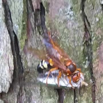 Cicada gets caught and paralyzed by a cicada killer wasp.