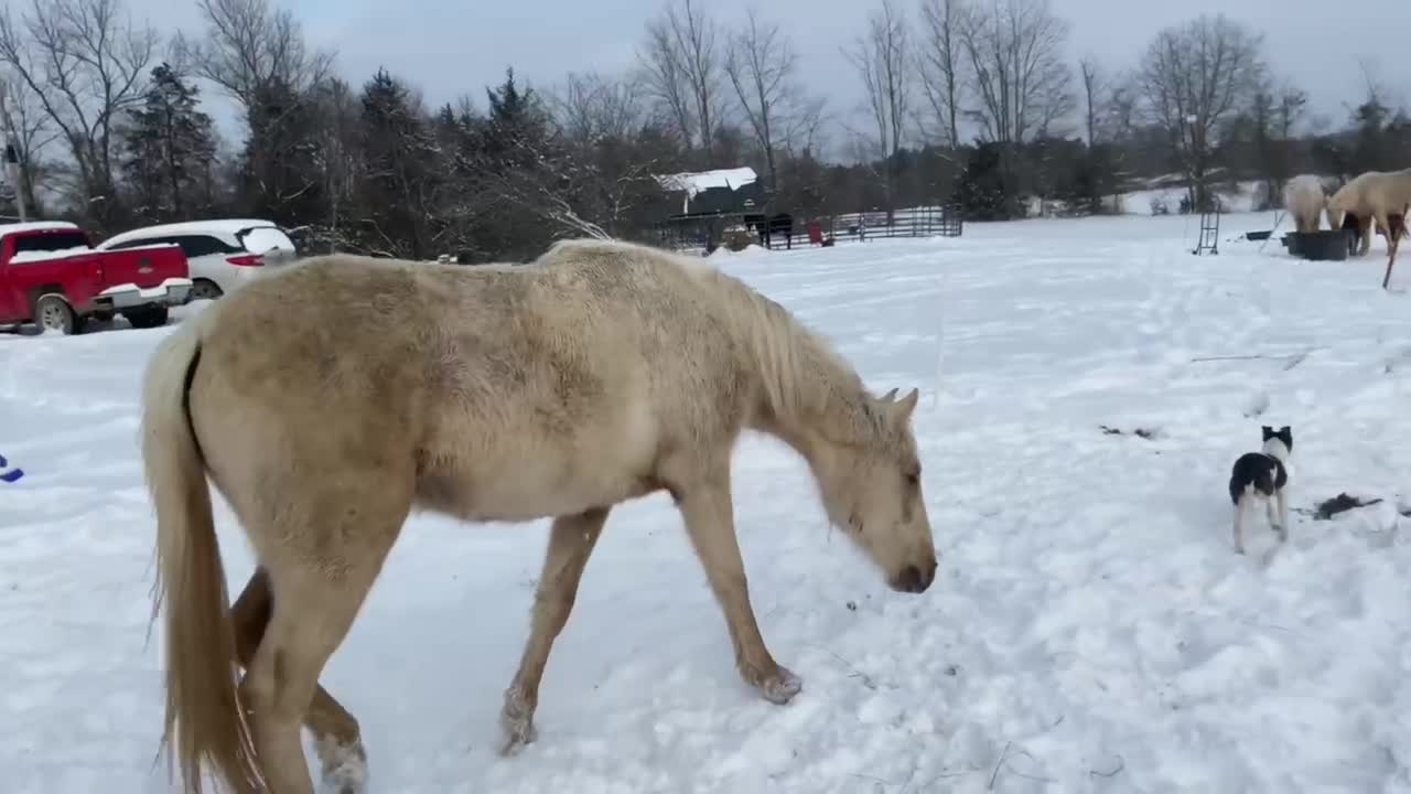 My Andalusian palomino filly