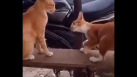 Most funny virela video for 2cats 😂🤣🤣🤣