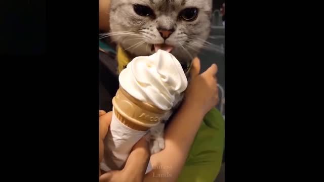 Cute and funny pets try not to laugh these pets complication