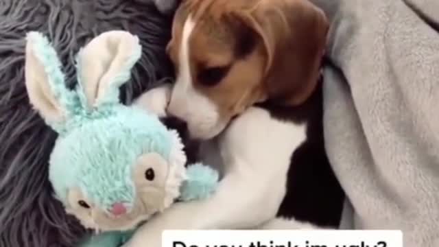Funny And Cute Dogs Will Help Your Life Not Be Boring