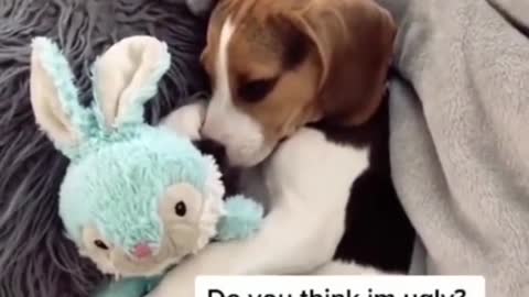 Funny And Cute Dogs Will Help Your Life Not Be Boring