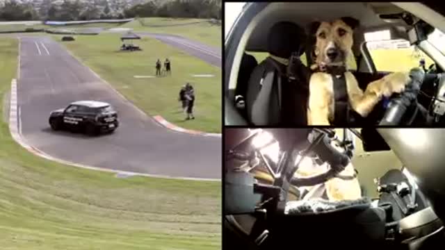 World's first dog driving the car