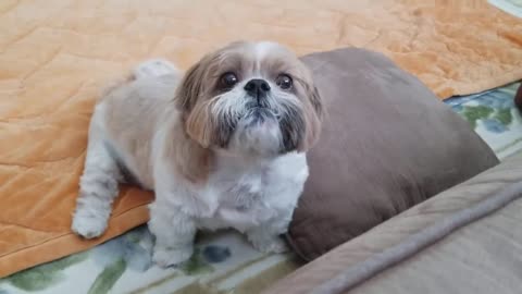 Shih tzu throws tantrum....