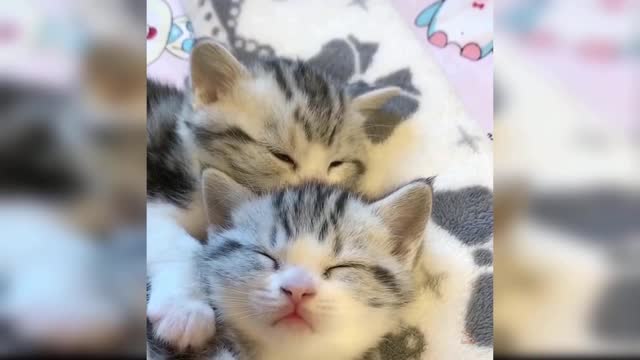 Fun cats baby cats