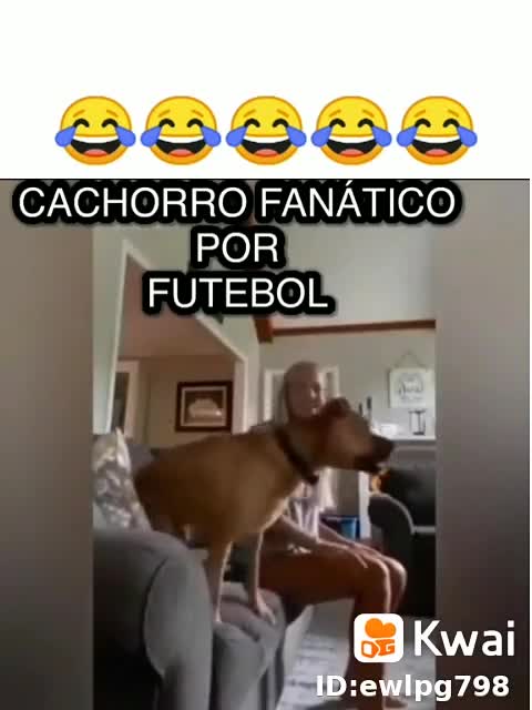 o cachorro fanáticos por futebol