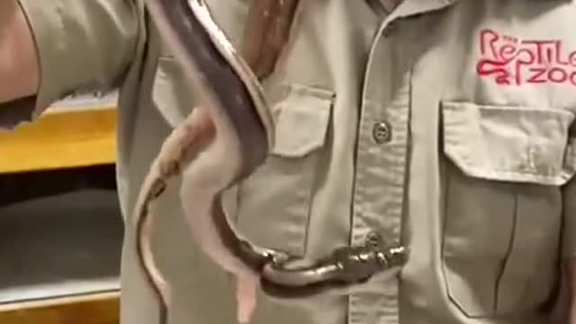 Thats a huge baby snake