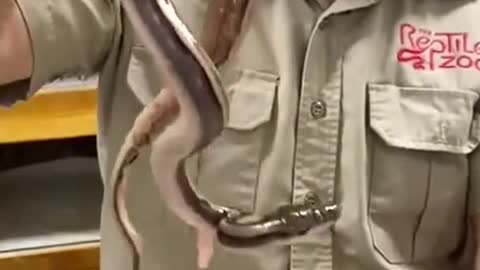 Thats a huge baby snake