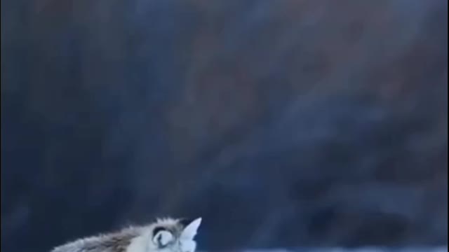 Cute, beautiful and amazing