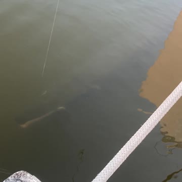 GIANT FISH HOOKED...