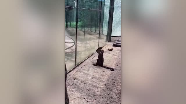 Monkey - Moments of Animal Genius That Will Amaze You