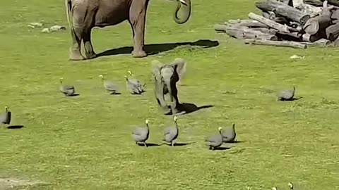 Cute Baby Elephant Trips While Playing With Birds