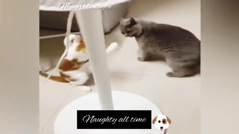 funny cat and dogs video