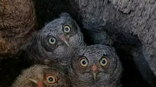 Owls on my backyard