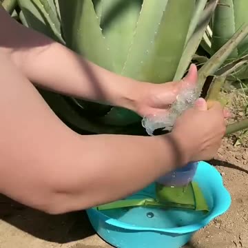 TOP 10 AMAZING BEAUTY HACKS WITH ALOE VERA # 109