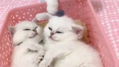 SOO CUTE SLEEPING CATS #shorts #Funny Animals