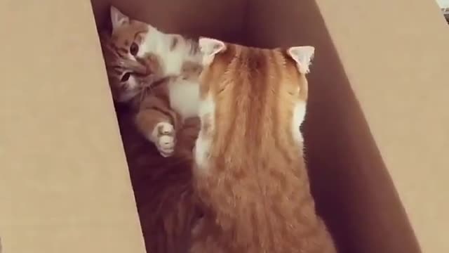 Cats fighting compilation videos of all time!