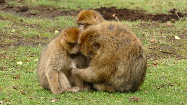 Singe Primate Macaque Berbère Des Animaux Mignon zoo