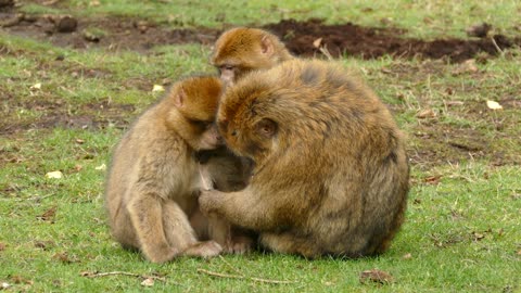 Singe Primate Macaque Berbère Des Animaux Mignon zoo