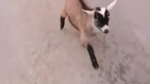 funny short. #short