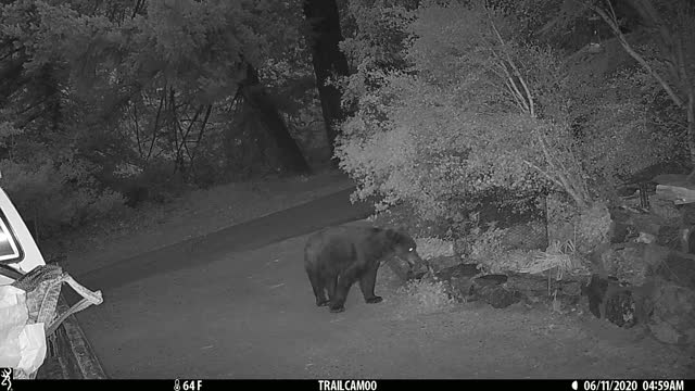 bear walking down the lane