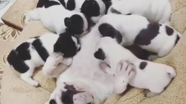 French bulldog mother: Why do I have so many puppies, I'm so tired