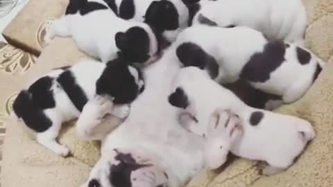 French bulldog mother: Why do I have so many puppies, I'm so tired