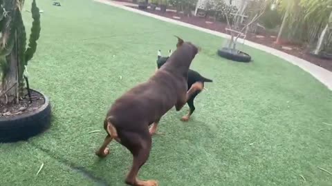 Doberman dog fight